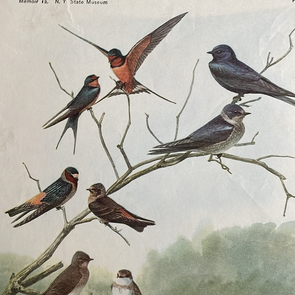 🖤5/$25 antique swallow bird print